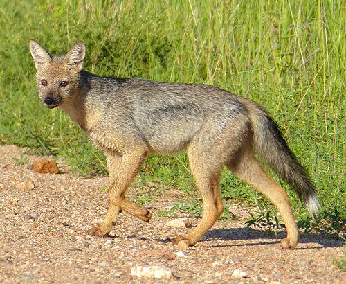 Side-striped jackal